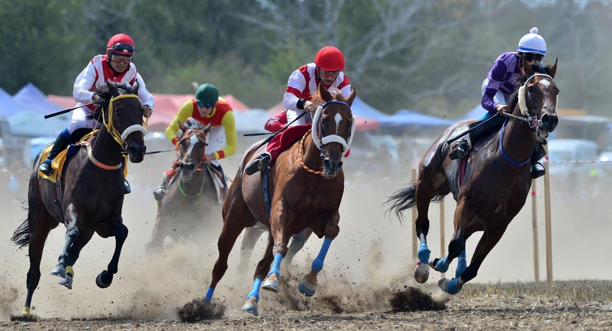 Close-up of a horse racing